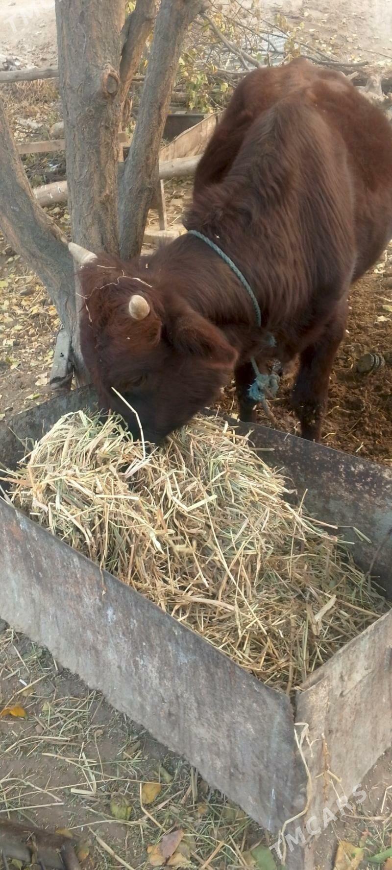 okuz - Dänew - img 2