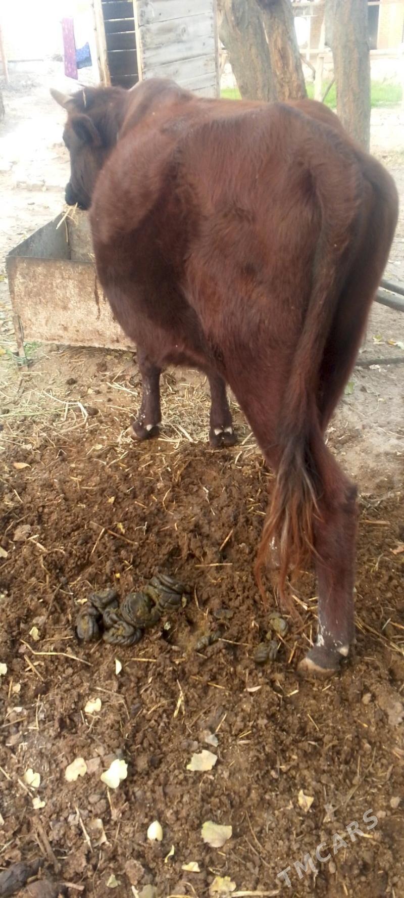 okuz - Dänew - img 3