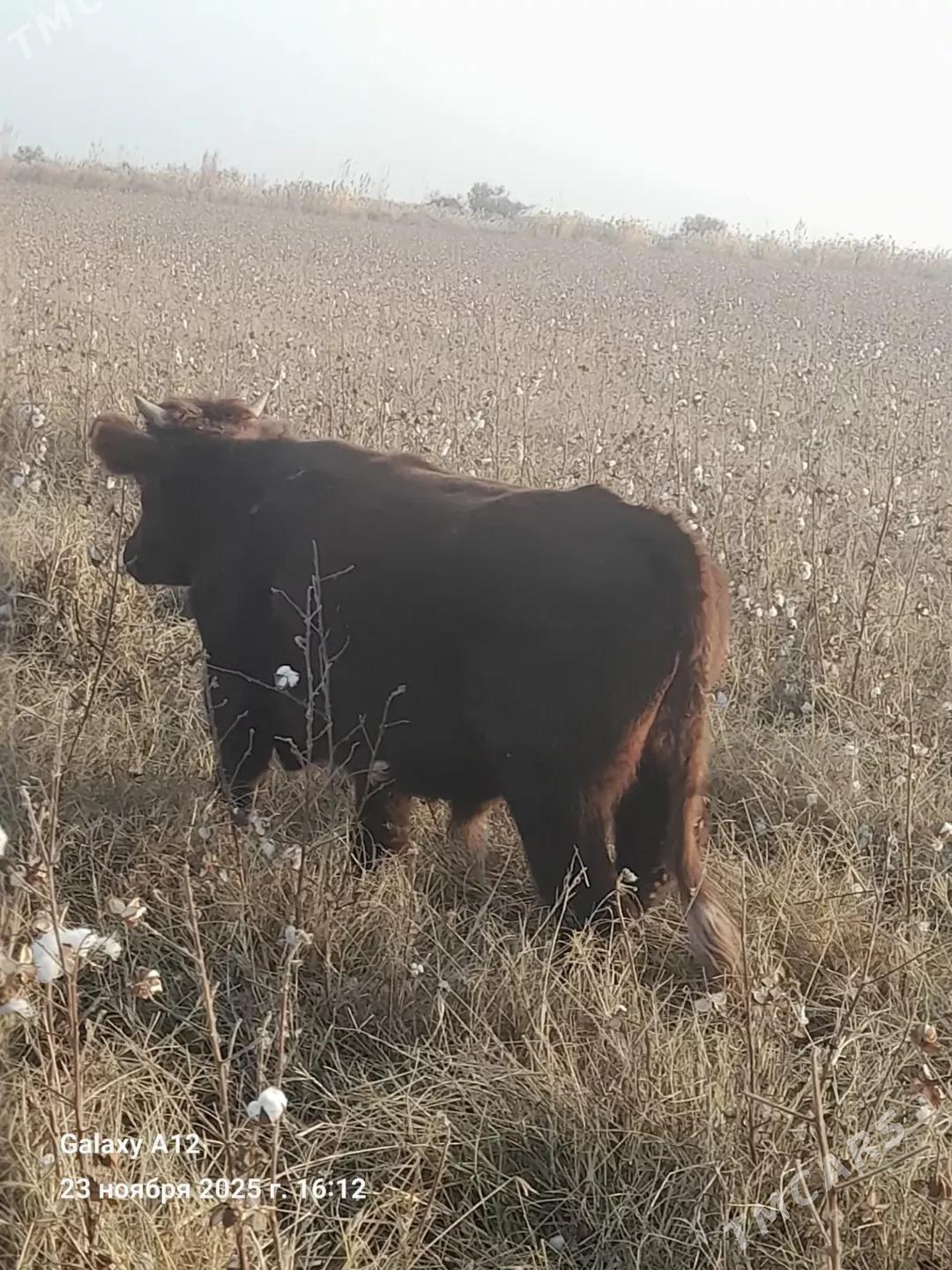 ÖKÜZ - Türkmenabat - img 3