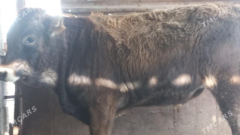 okuz - Gumdag - img 1