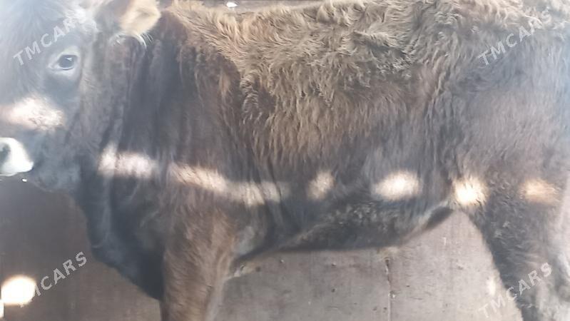 okuz - Gumdag - img 4