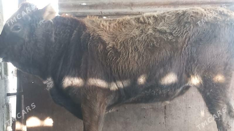 okuz - Gumdag - img 2