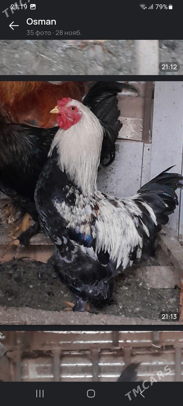 ХОРАЗ - Мары - img 1