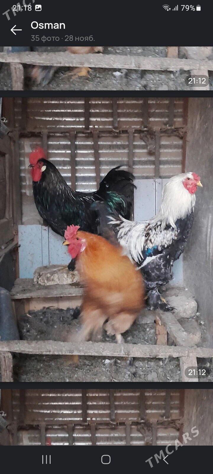 ХОРАЗ - Мары - img 4