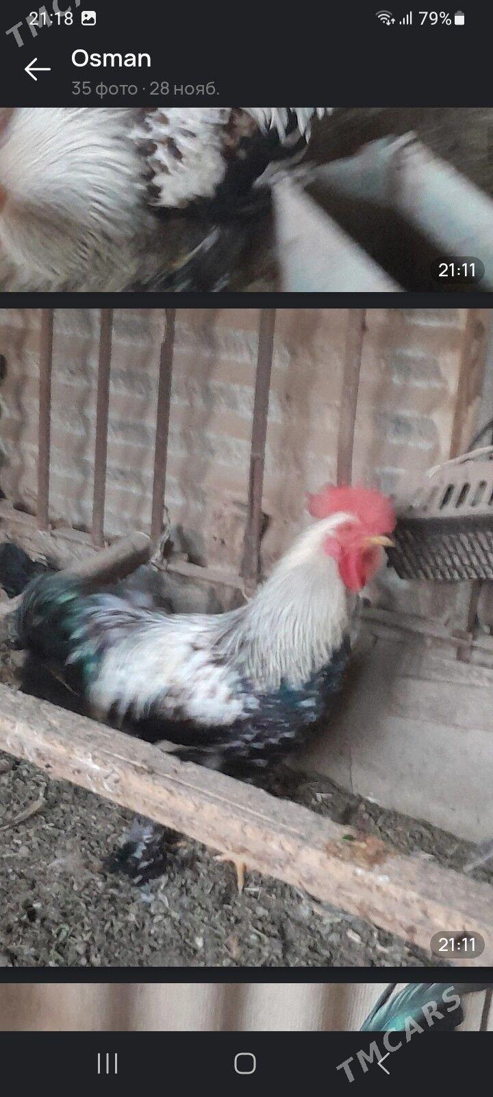 ХОРАЗ - Мары - img 10