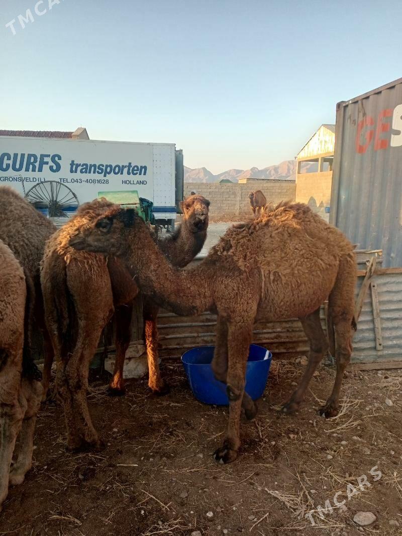 torum - Balkanabat - img 3