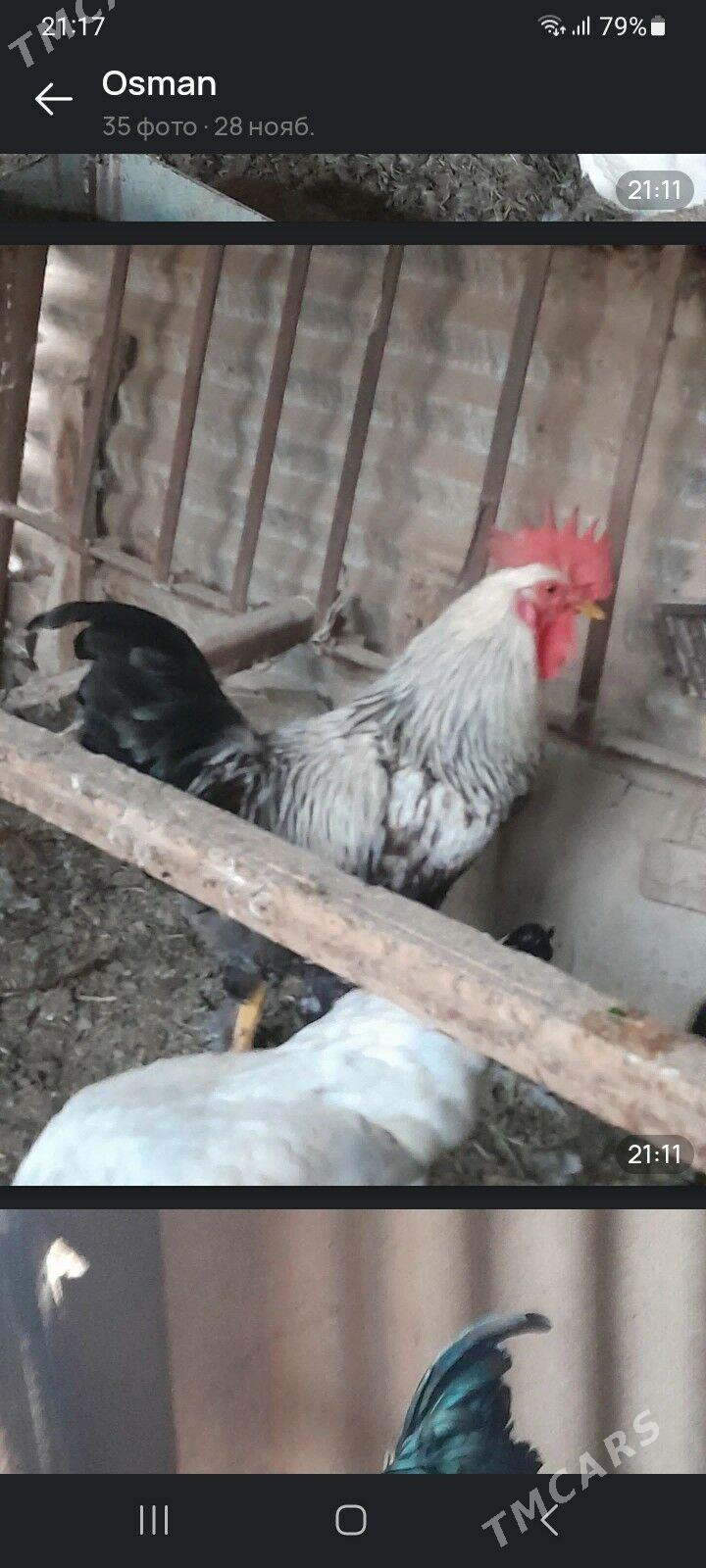 ХОРАЗ - Мары - img 3