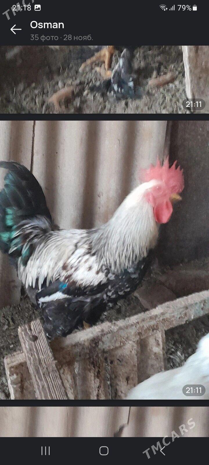 ХОРАЗ - Мары - img 2