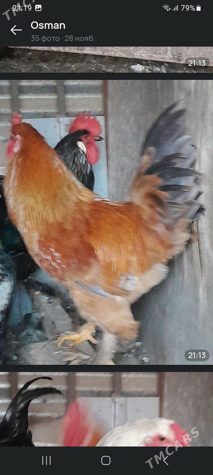 ХОРАЗ - Мары - img 9