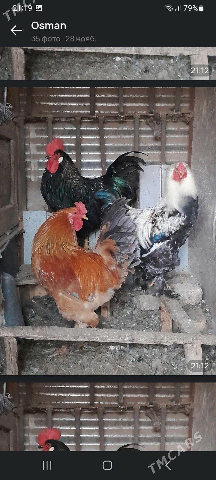 ХОРАЗ - Мары - img 8