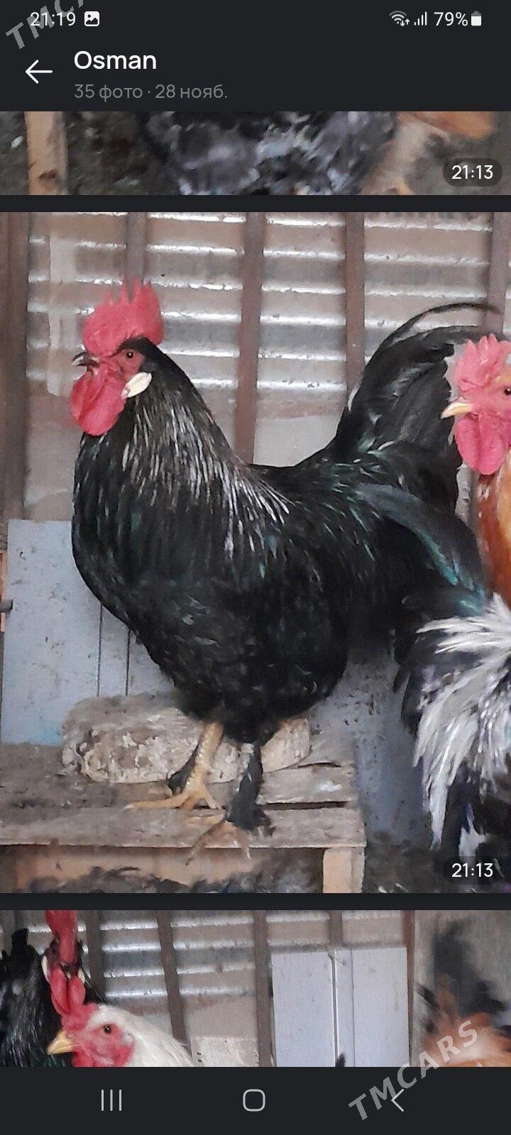 ХОРАЗ - Мары - img 6