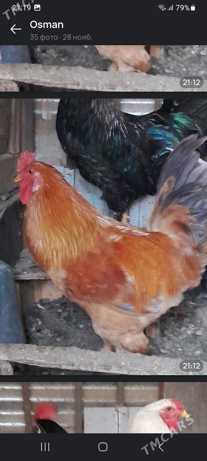 ХОРАЗ - Мары - img 5