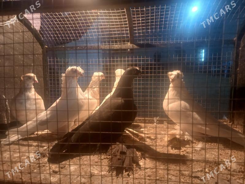 KEPDER. - Туркменабат - img 2