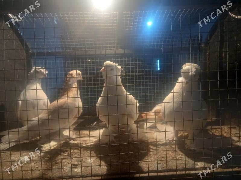 KEPDER. - Туркменабат - img 4