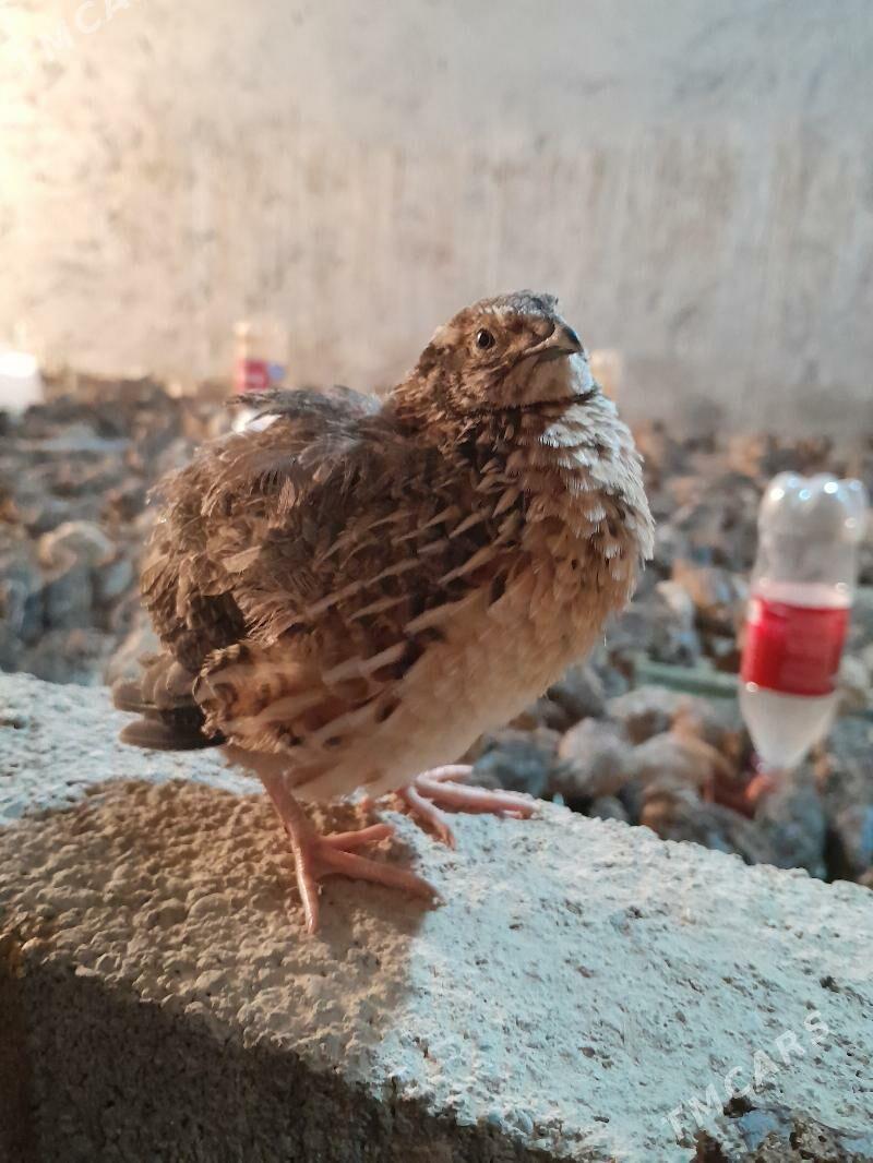 Bedene - Гёкдепе - img 2