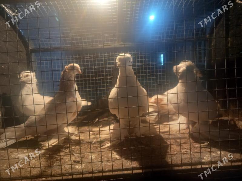 KEPDER. - Туркменабат - img 6