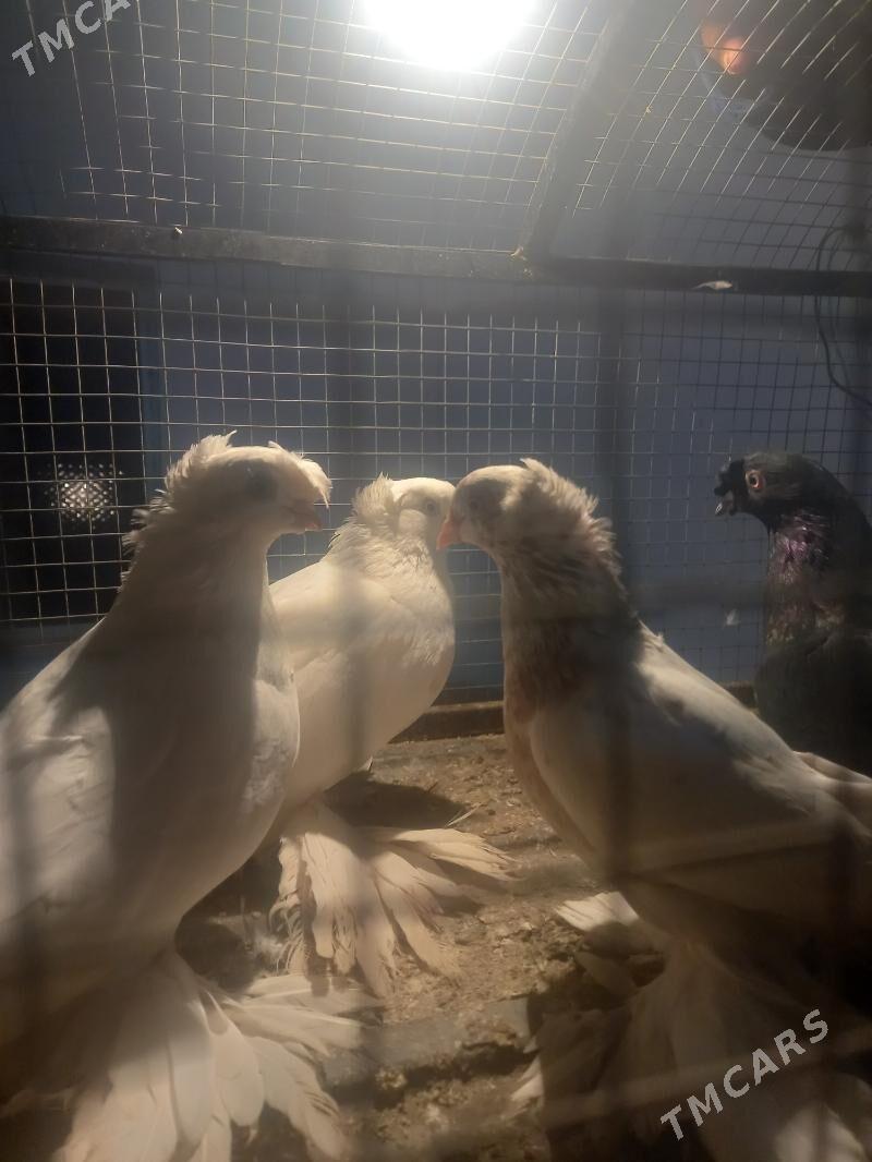 KEPDER. - Туркменабат - img 7