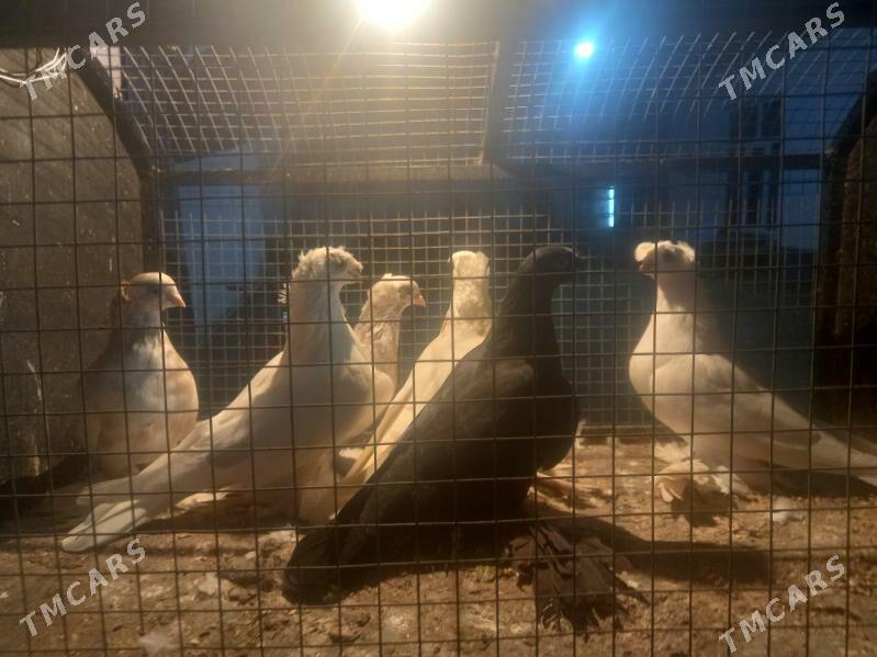 KEPDER. - Туркменабат - img 3