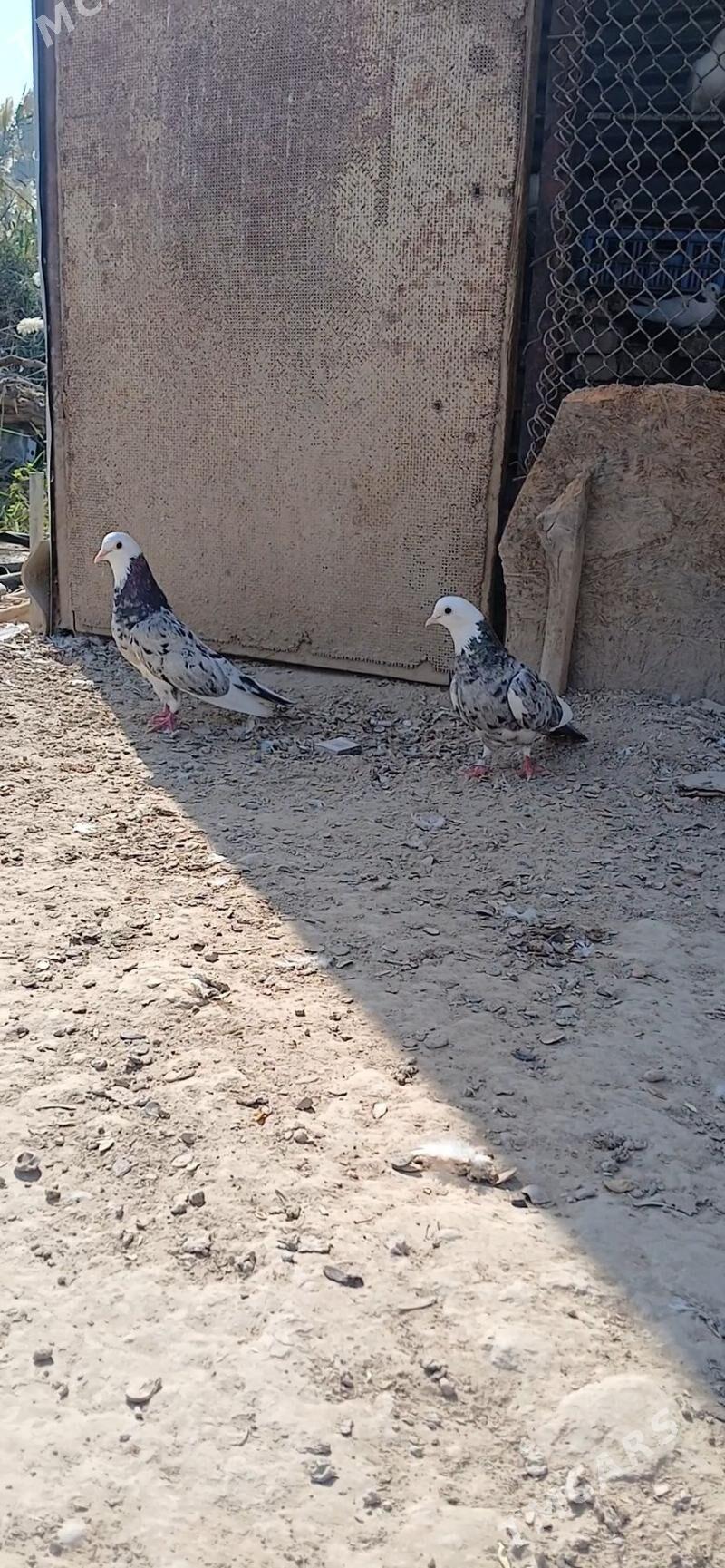 kepder - Мары - img 3