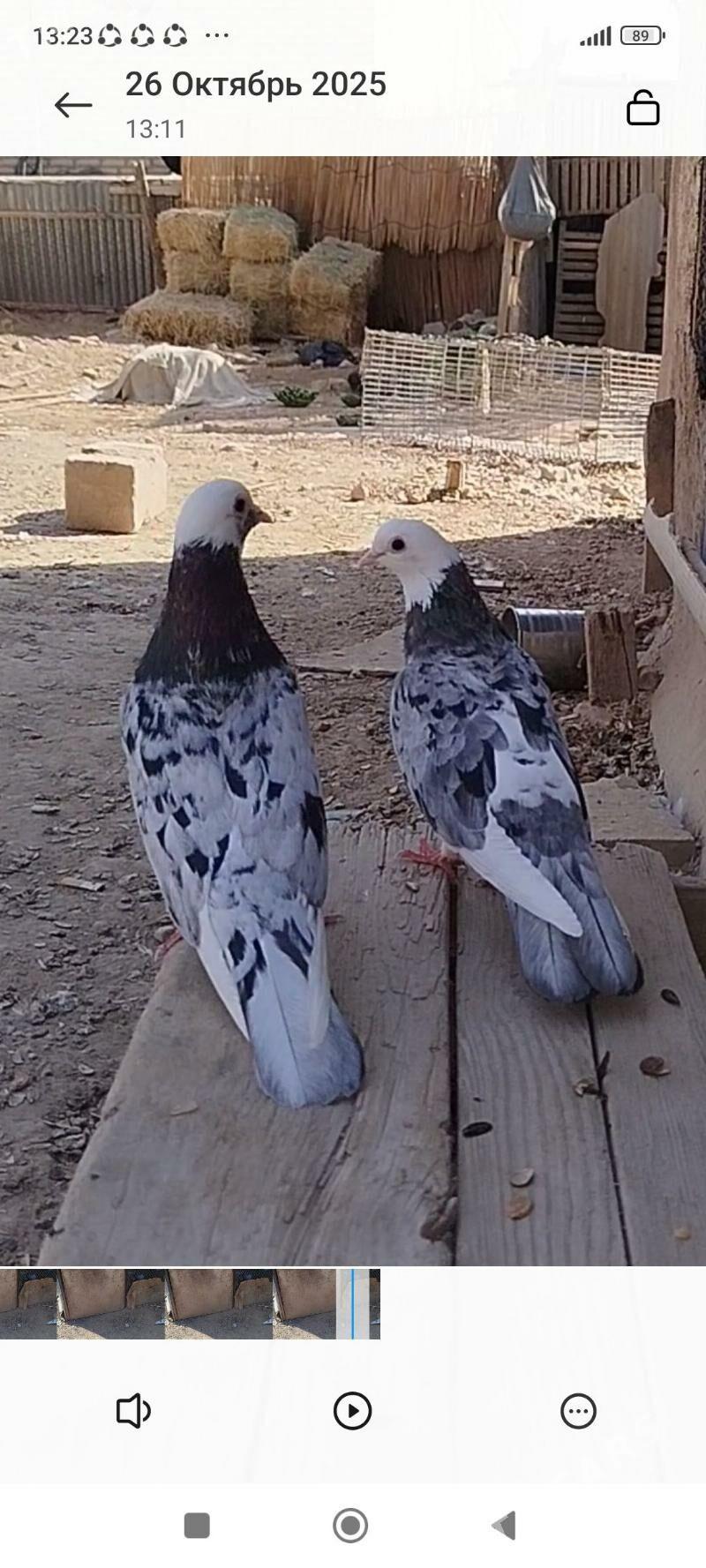 kepder - Мары - img 5