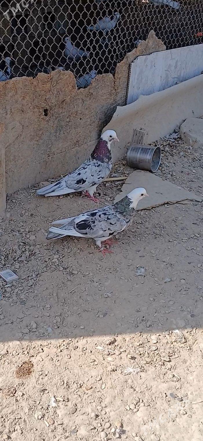 kepder - Мары - img 4