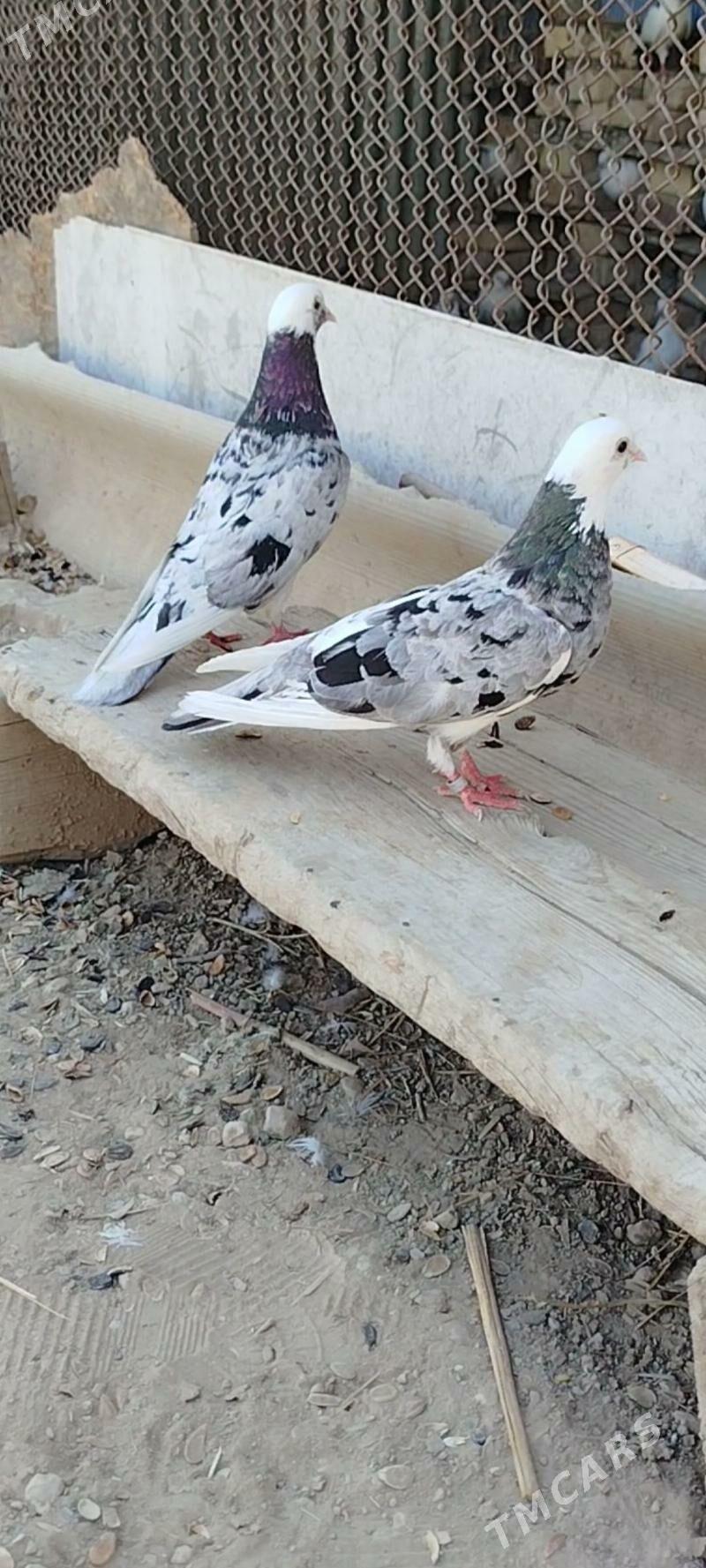 kepder - Мары - img 6