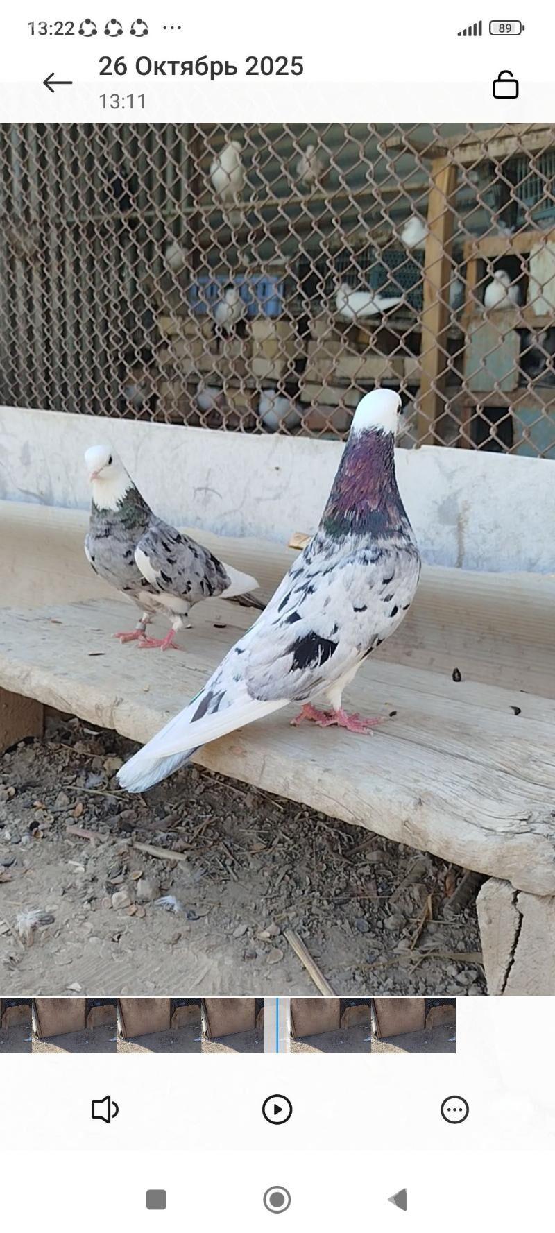 kepder - Мары - img 9