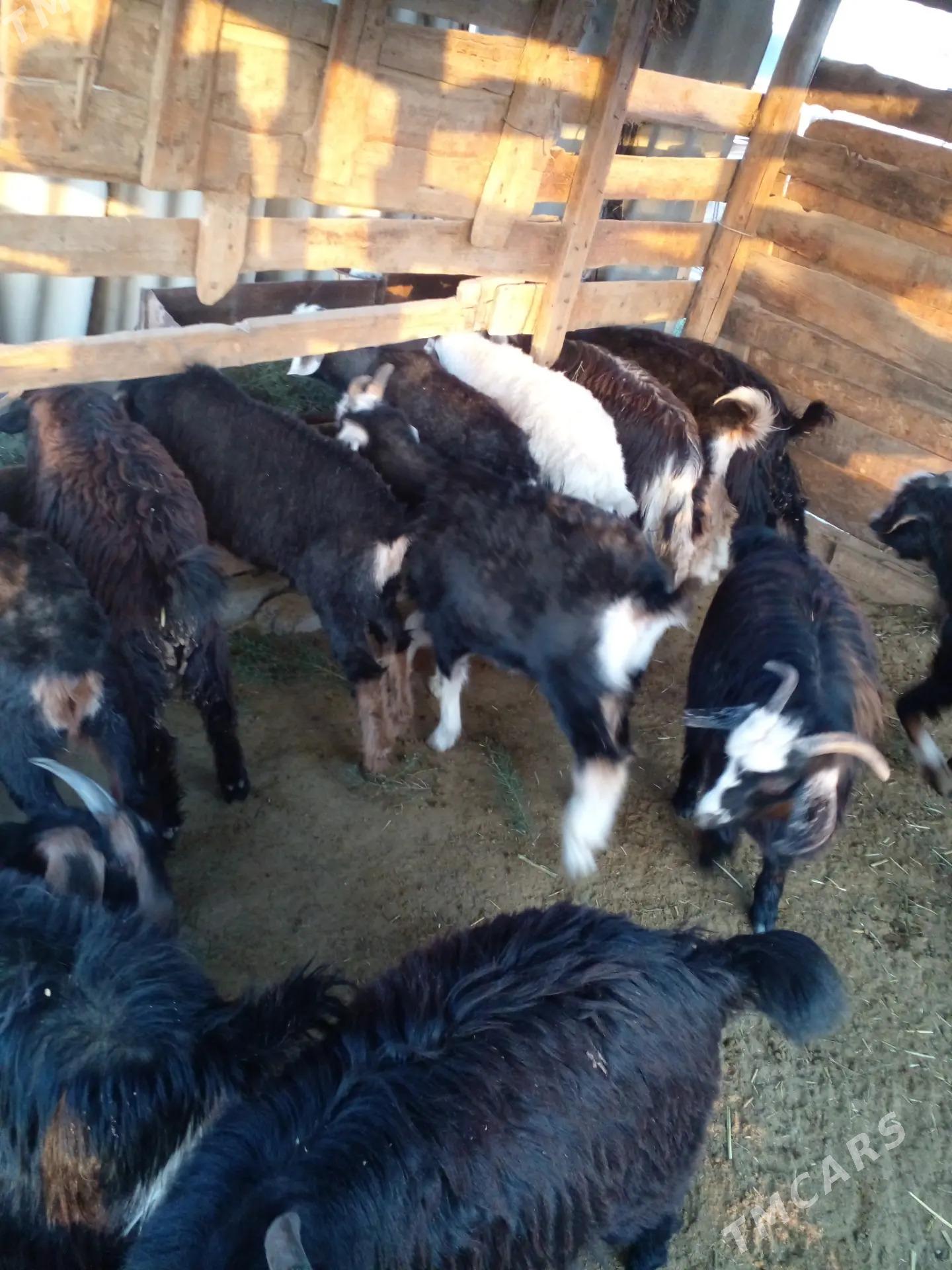 Çewis dog - Гёкдепе - img 3