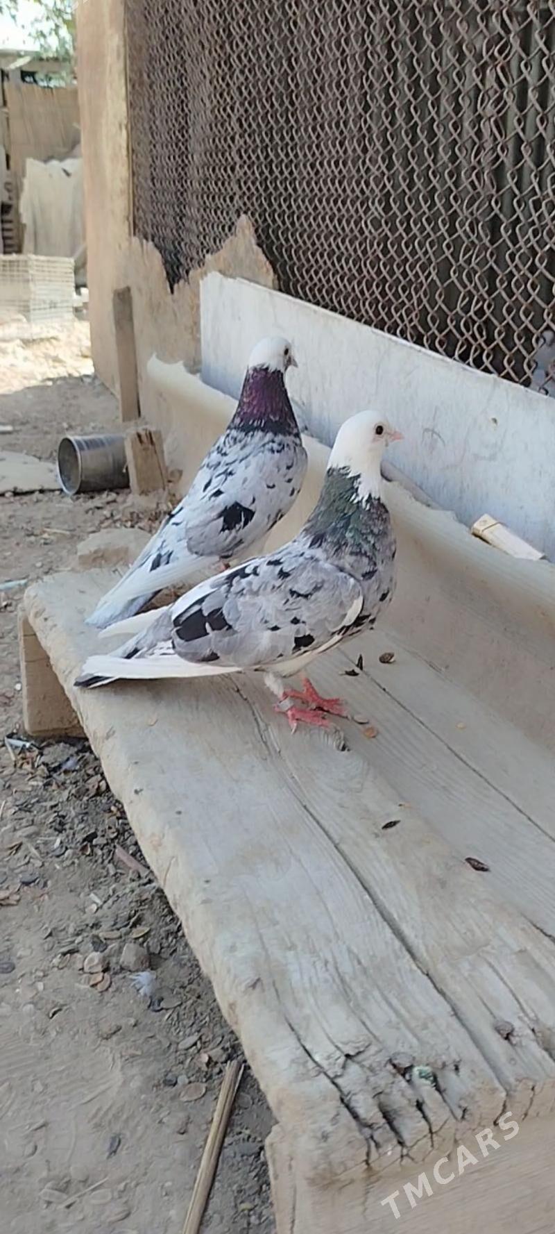 kepder - Мары - img 8