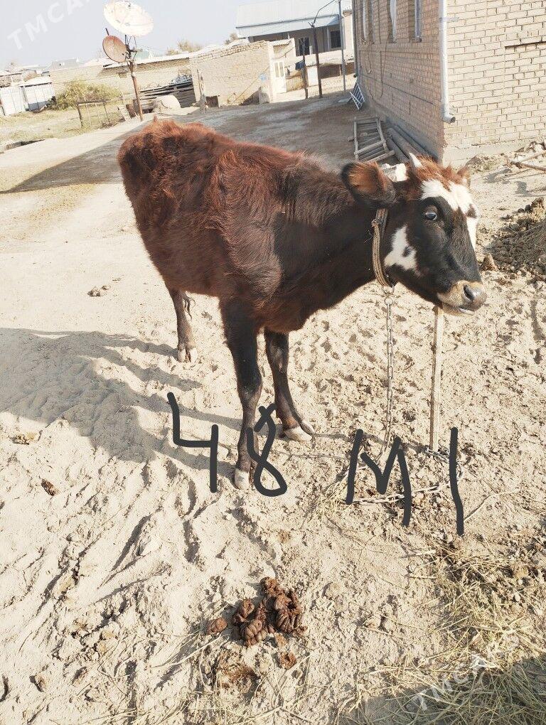 Arassaja Gulojunlar - Мары - img 3