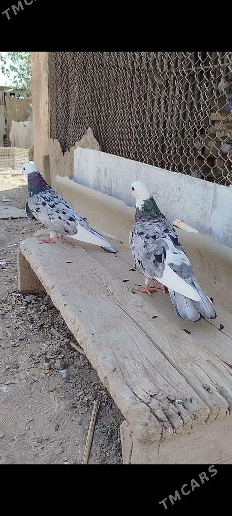 kepder - Мары - img 7