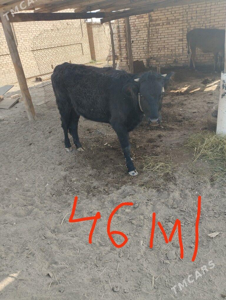 Arassaja Gulojunlar - Мары - img 2