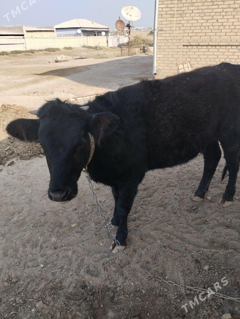 Arassaja Gulojunlar - Мары - img 9