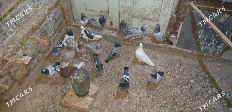 kepderi - Ak bugdaý etraby - img 3