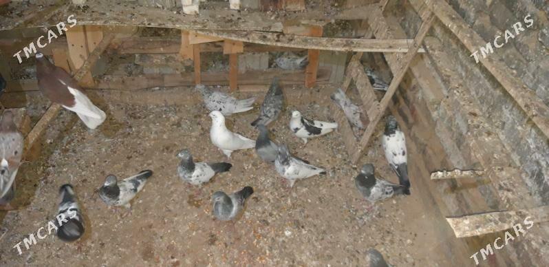 kepderi - Ak bugdaý etraby - img 5