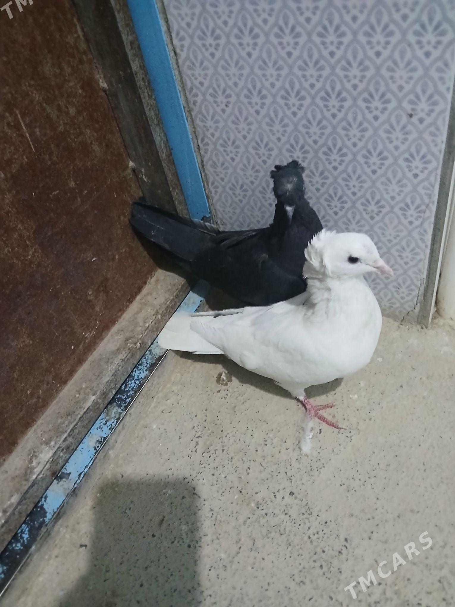 kepderi - Гызыларбат - img 3