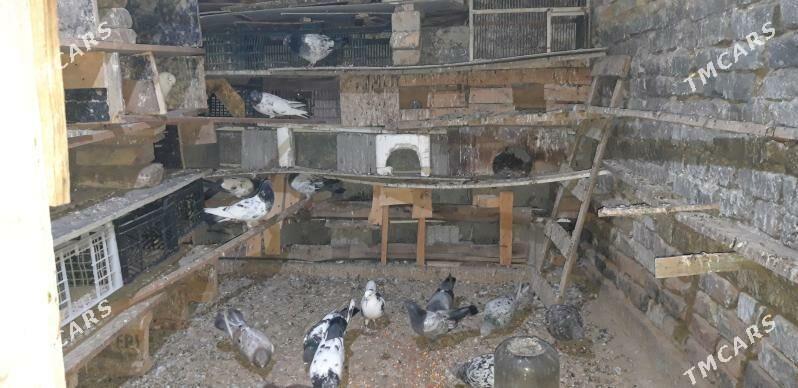 kepderi - Ak bugdaý etraby - img 6