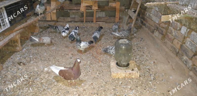 kepderi - Ak bugdaý etraby - img 7