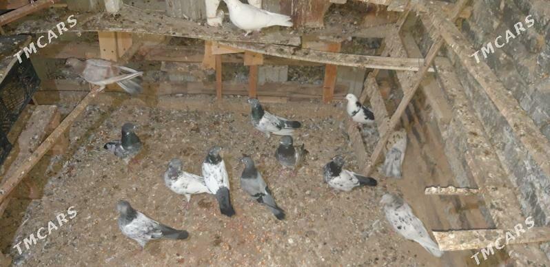 kepderi - Ak bugdaý etraby - img 8