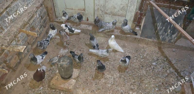 kepderi - Ak bugdaý etraby - img 2