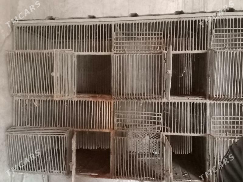 towşan  ketek бедене кетек - Чарджоу - img 8