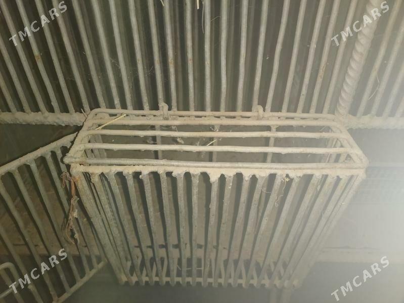 towşan  ketek бедене кетек - Чарджоу - img 4