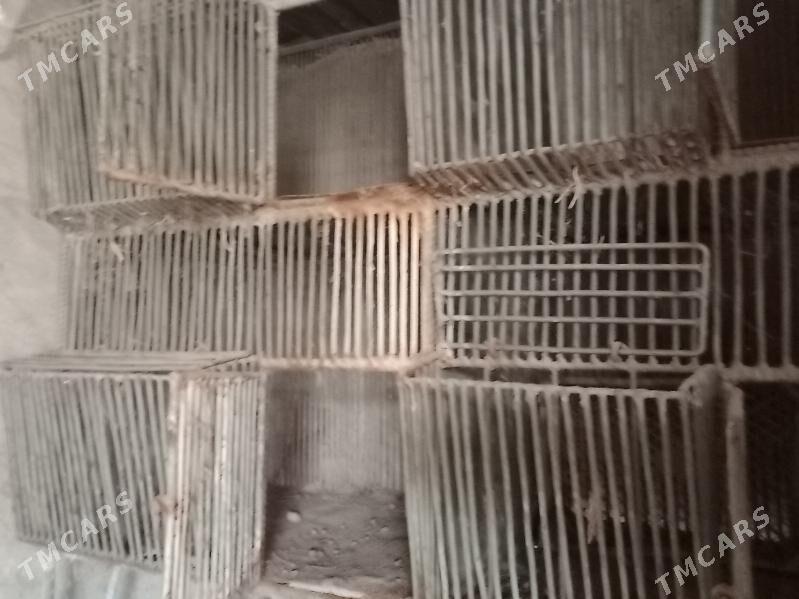 towşan  ketek бедене кетек - Чарджоу - img 5