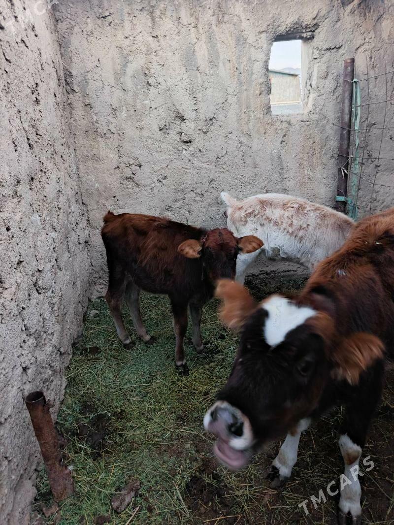 ucusi bile - Balkanabat - img 2