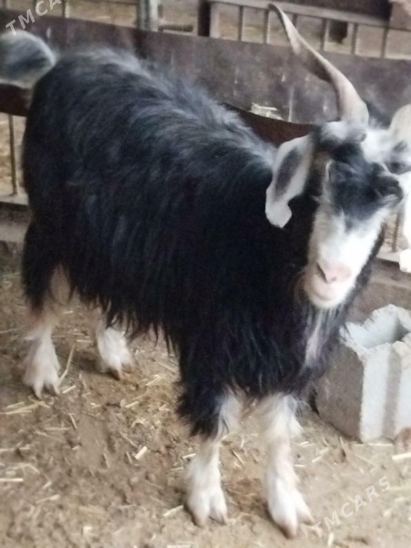 geçi çewiş - Гызыларбат - img 2