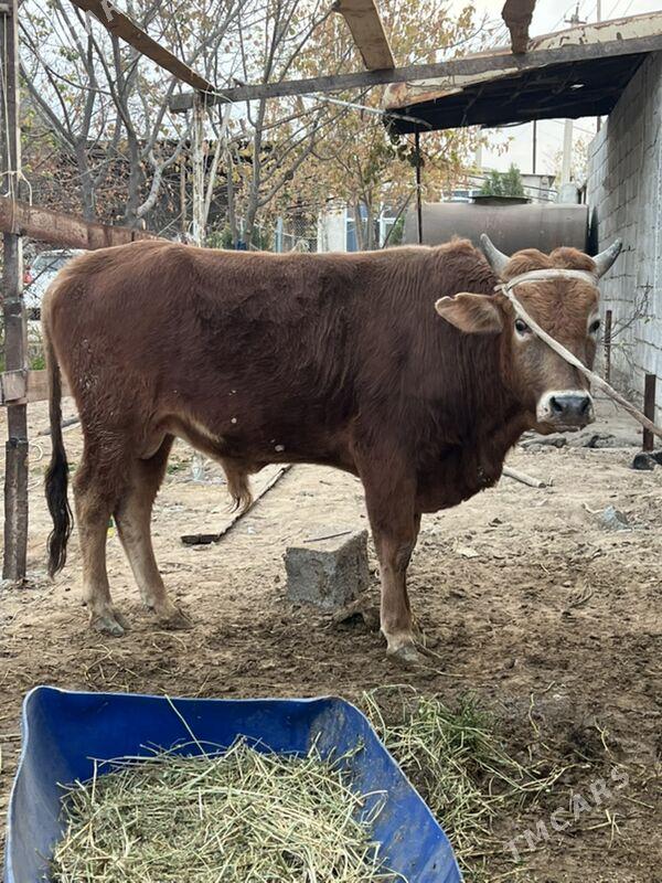 okuz - Ашхабад - img 2