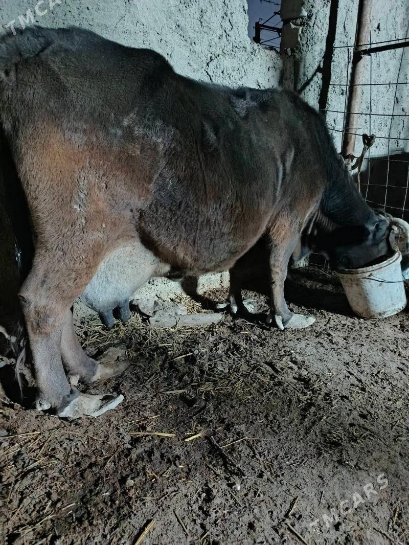 goleli sygyr - Балканабат - img 2