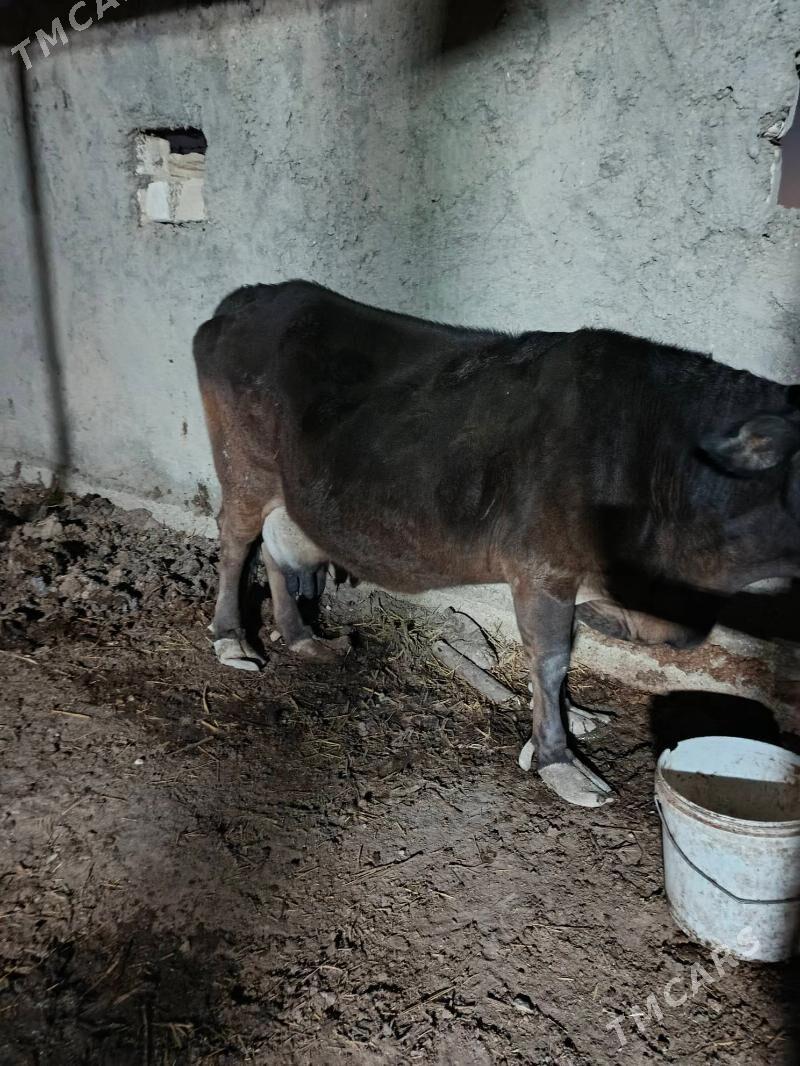 goleli sygyr - Балканабат - img 4