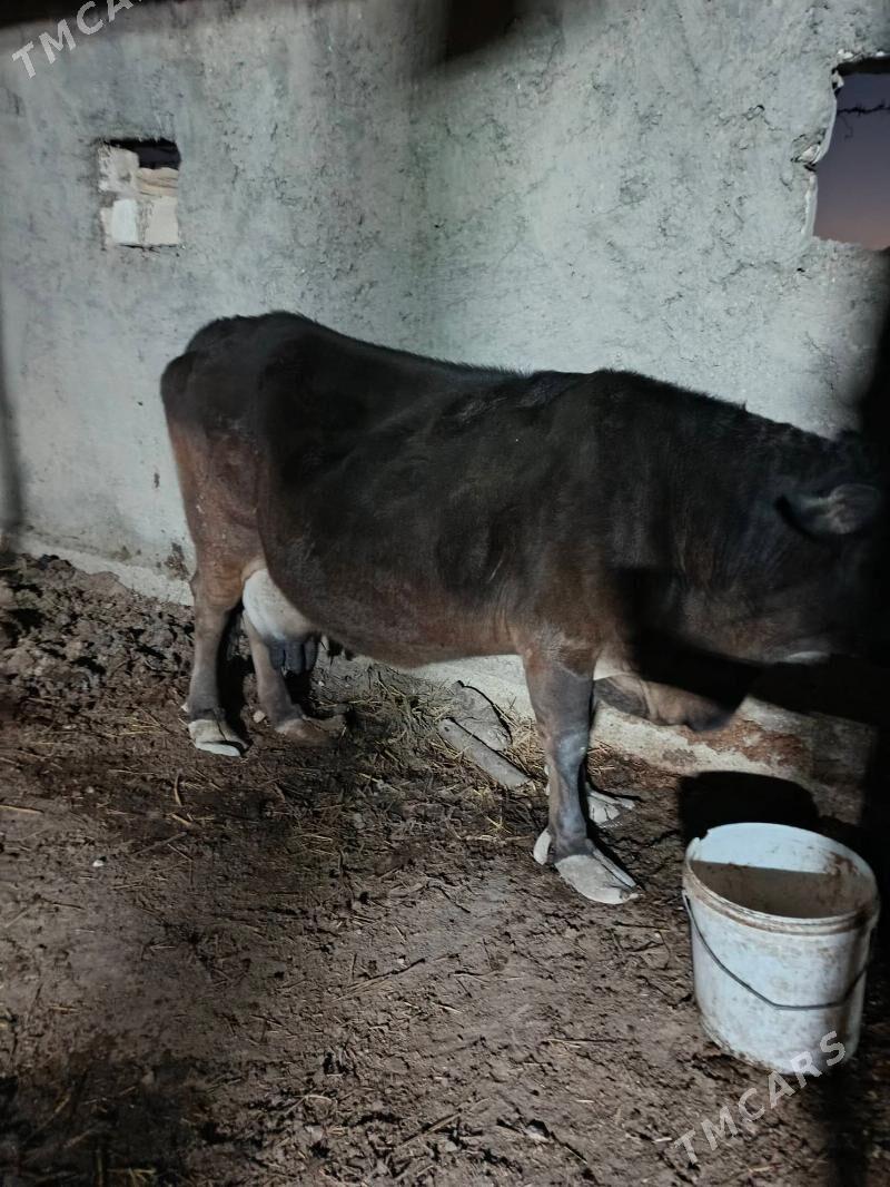 goleli sygyr - Балканабат - img 3