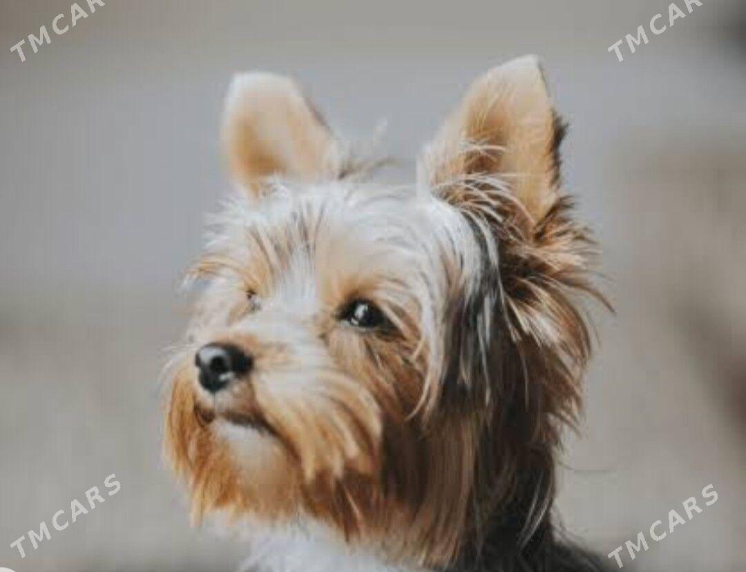 продаю - Aşgabat - img 3